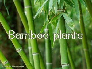 The Bamboo Bazaar - bamboo plants
