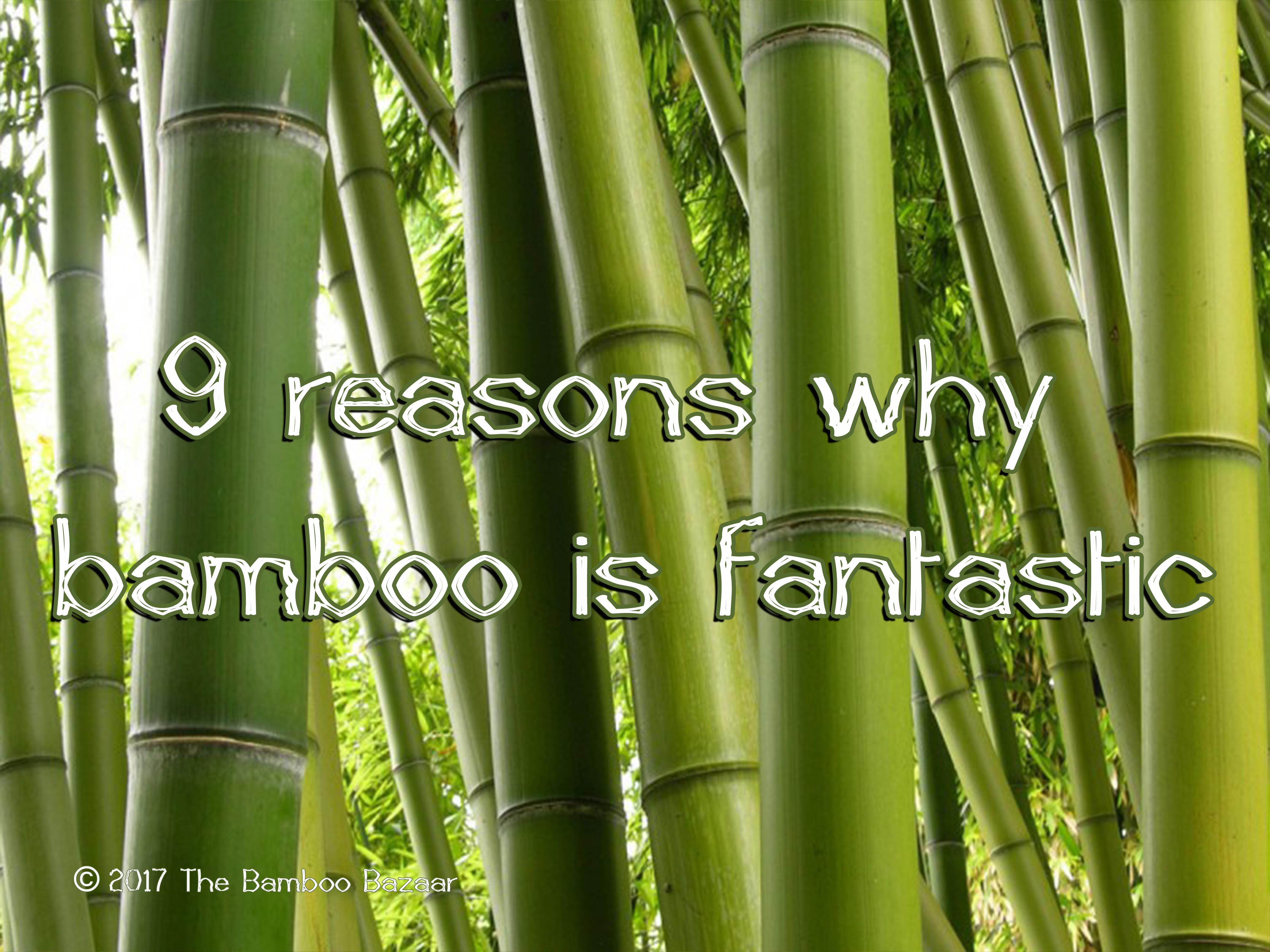 9 reasons why bamboo is fantastic
