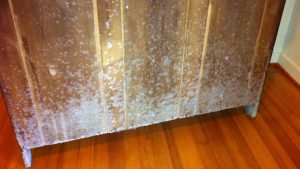 mold on bamboo