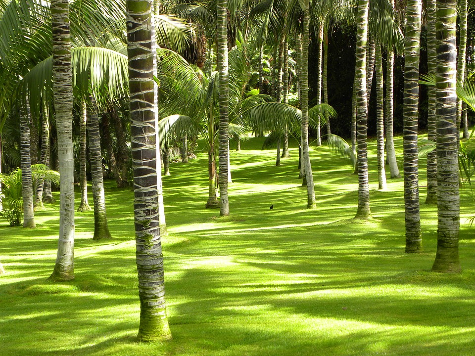 backyard bamboo