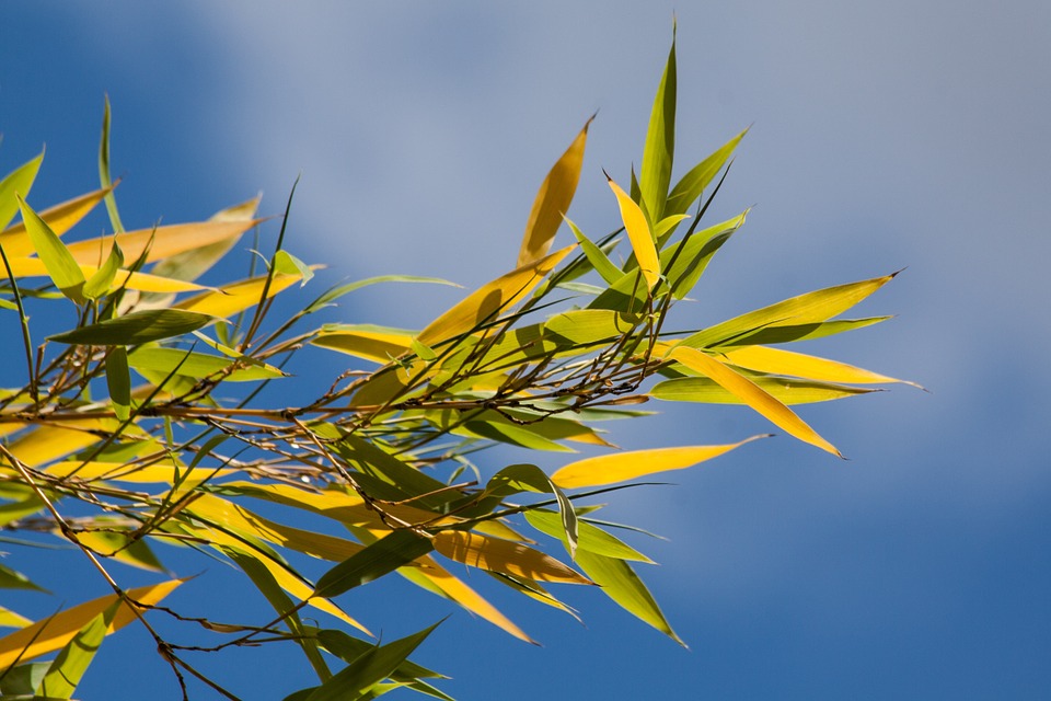 bamboo plant yellow leaves