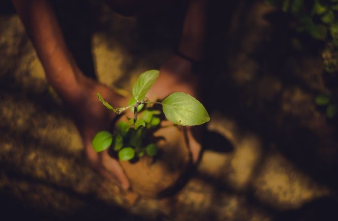 Planting shade trees