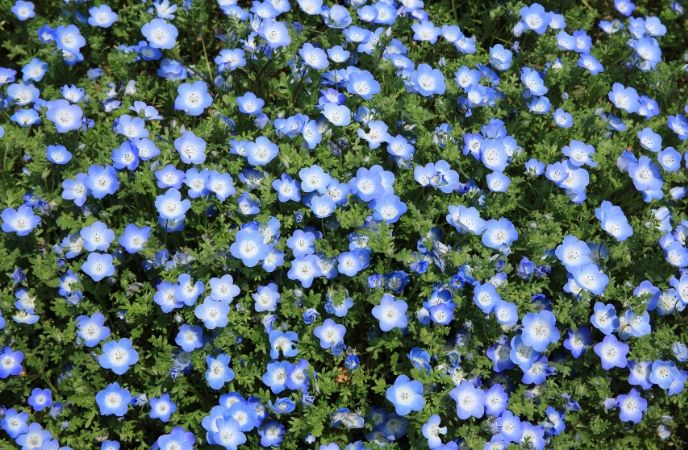 ground cover