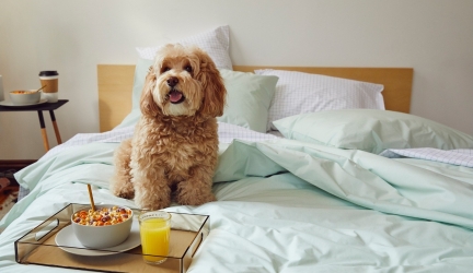 How to Keep Your Luxury Bedding Looking Good Even With Dogs Lurking Around 🐶