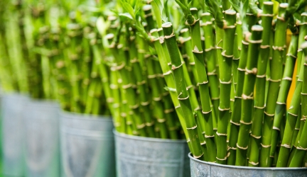 The Influence of Bamboo in Modern Design