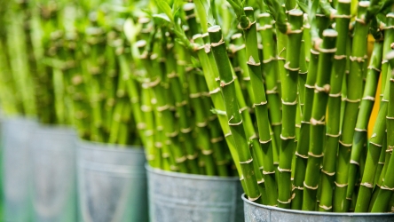 The Influence of Bamboo in Modern Design