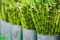 The Influence of Bamboo in Modern Design