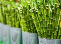 The Influence of Bamboo in Modern Design