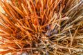 4 Signs Your Bamboo Plant is Unwell