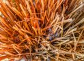 4 Signs Your Bamboo Plant is Unwell